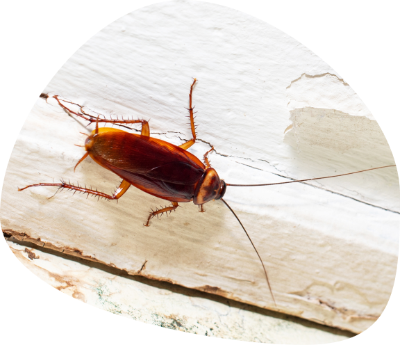 床を這うゴキブリ。プロ用の薬剤と知識で発生源を特定し、ダニやノミなどと合わせて徹底駆除するイメージ。