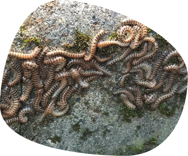 石の上に群生するヤスデ。鹿児島で発生しやすいヤスデやムカデの屋外からの侵入をブロックする予防対策のイメージ。