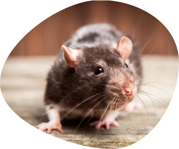 建物に潜むネズミ。不衛生なネズミやイタチ、ハトなどの害獣を追い出し、侵入口を封鎖する対策のイメージ。