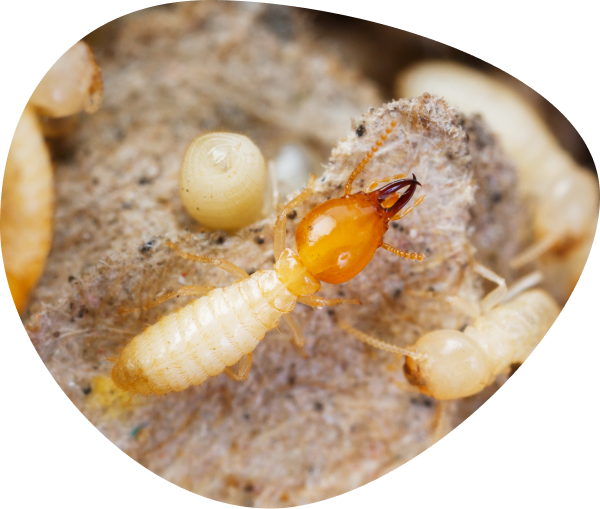 木材を食害するシロアリの集団。大切な住まいを守るためのシロアリ駆除と薬剤による予防工事のイメージ。